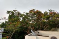 Moto G4 Plus Camera Sample