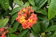 Mi Max 2 Camera Sample